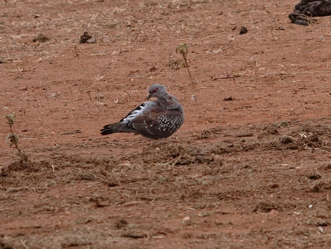 Speckled Pigeon - ML596263241