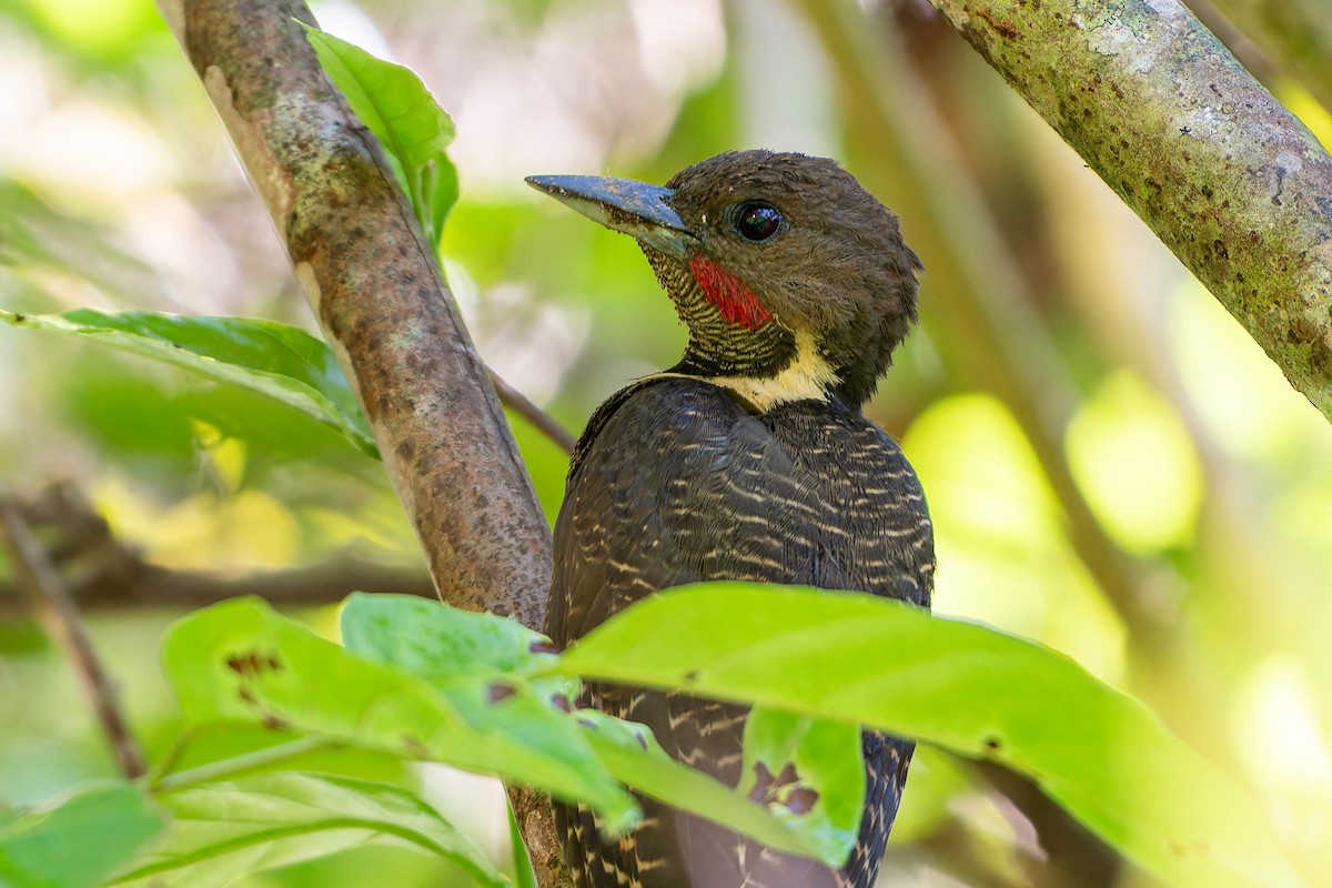 Buff-necked Woodpecker - ML596264851