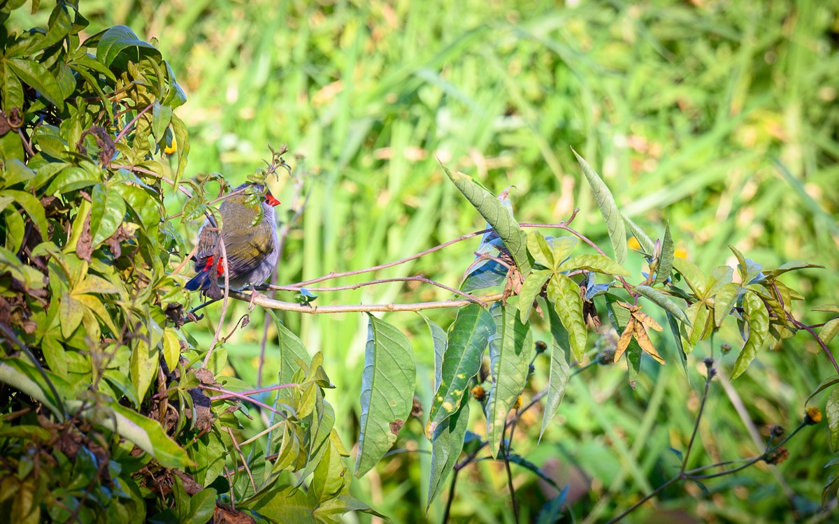 Red-browed Firetail - ML596269811