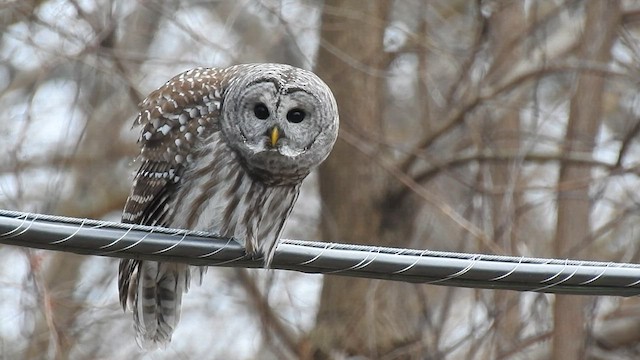 Barred Owl - ML596270081