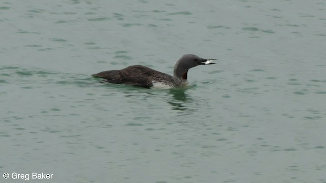 Red-throated Loon - ML596272181