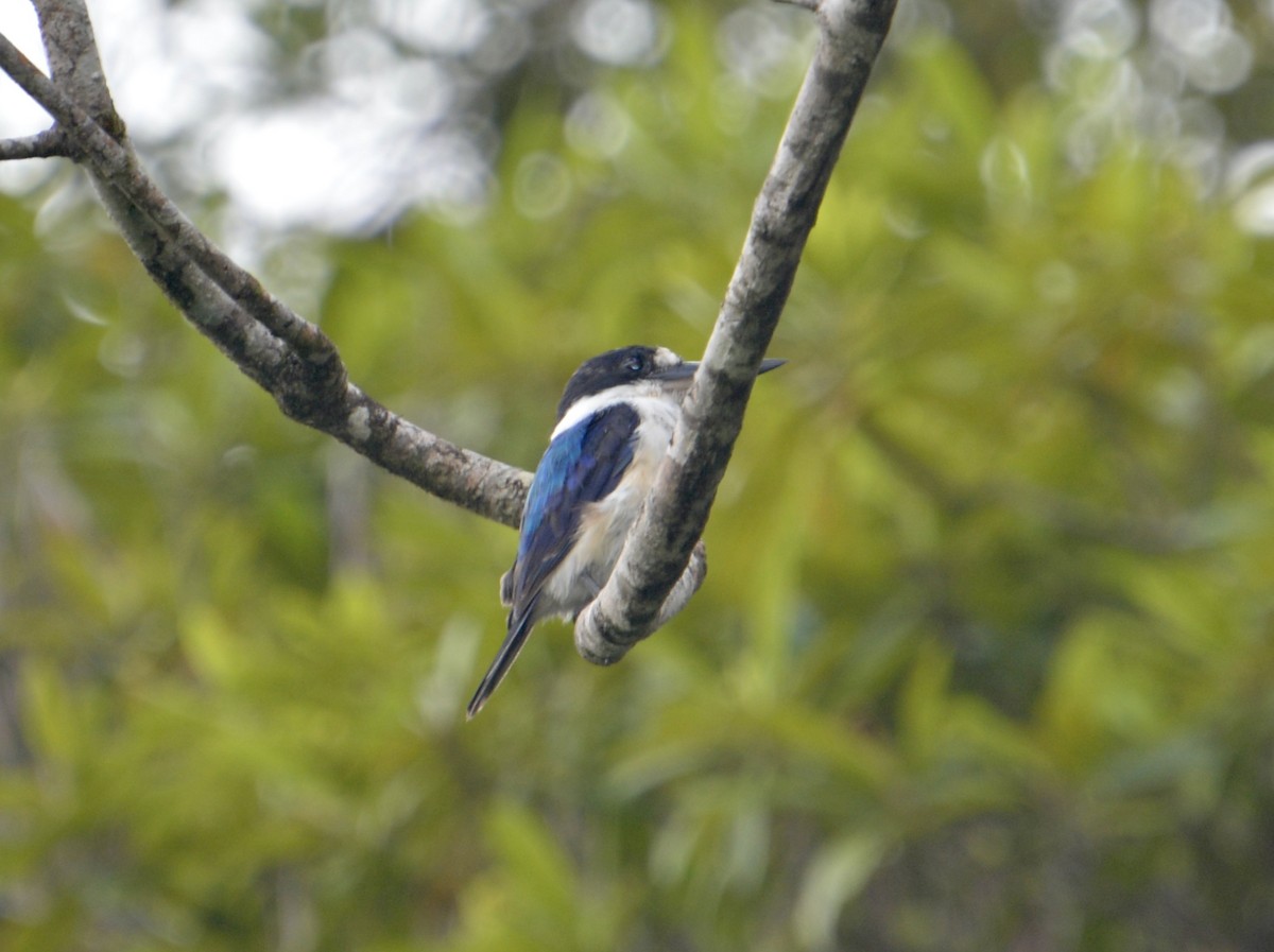 Forest Kingfisher - ML596273261