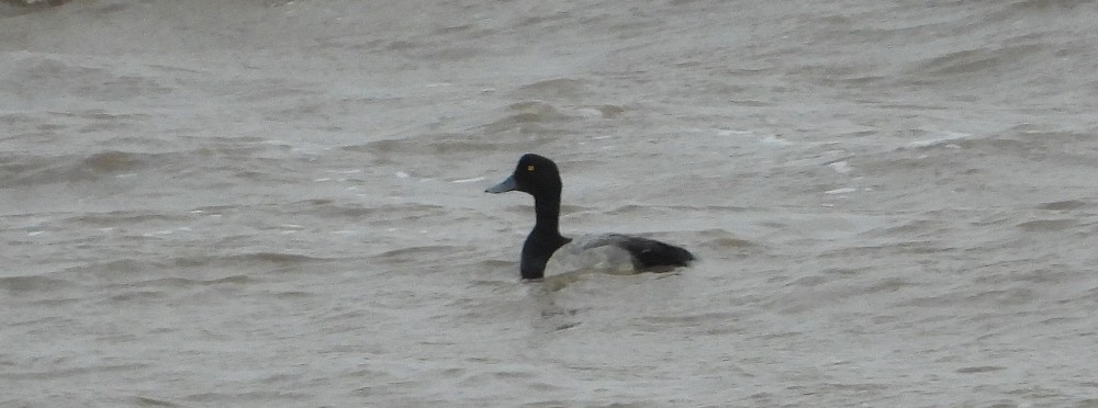 Greater Scaup - ML596274161