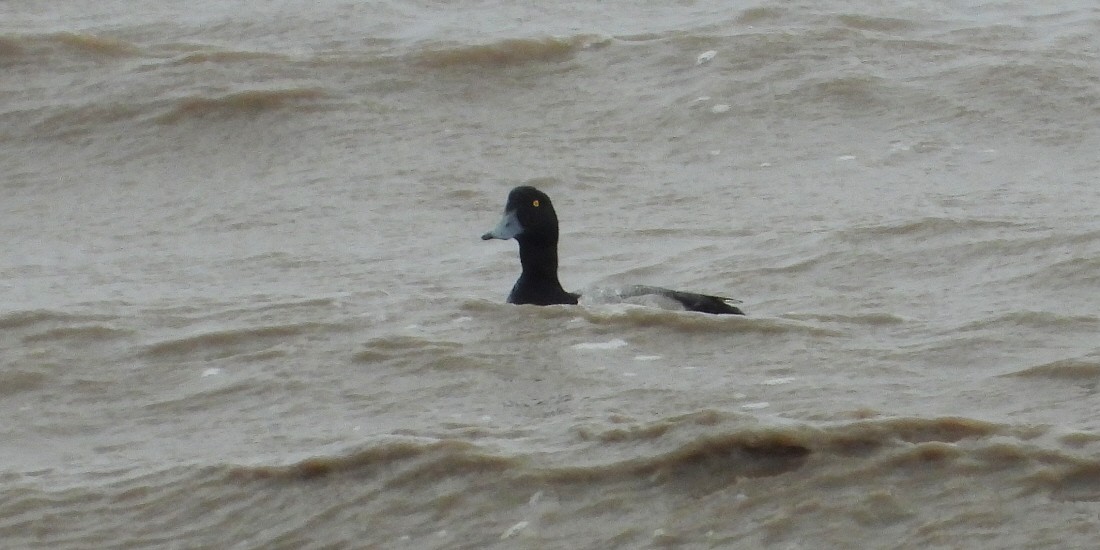 Greater Scaup - ML596274201