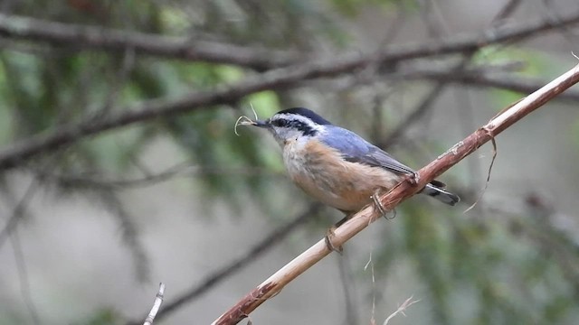 Red-breasted Nuthatch - ML596275931