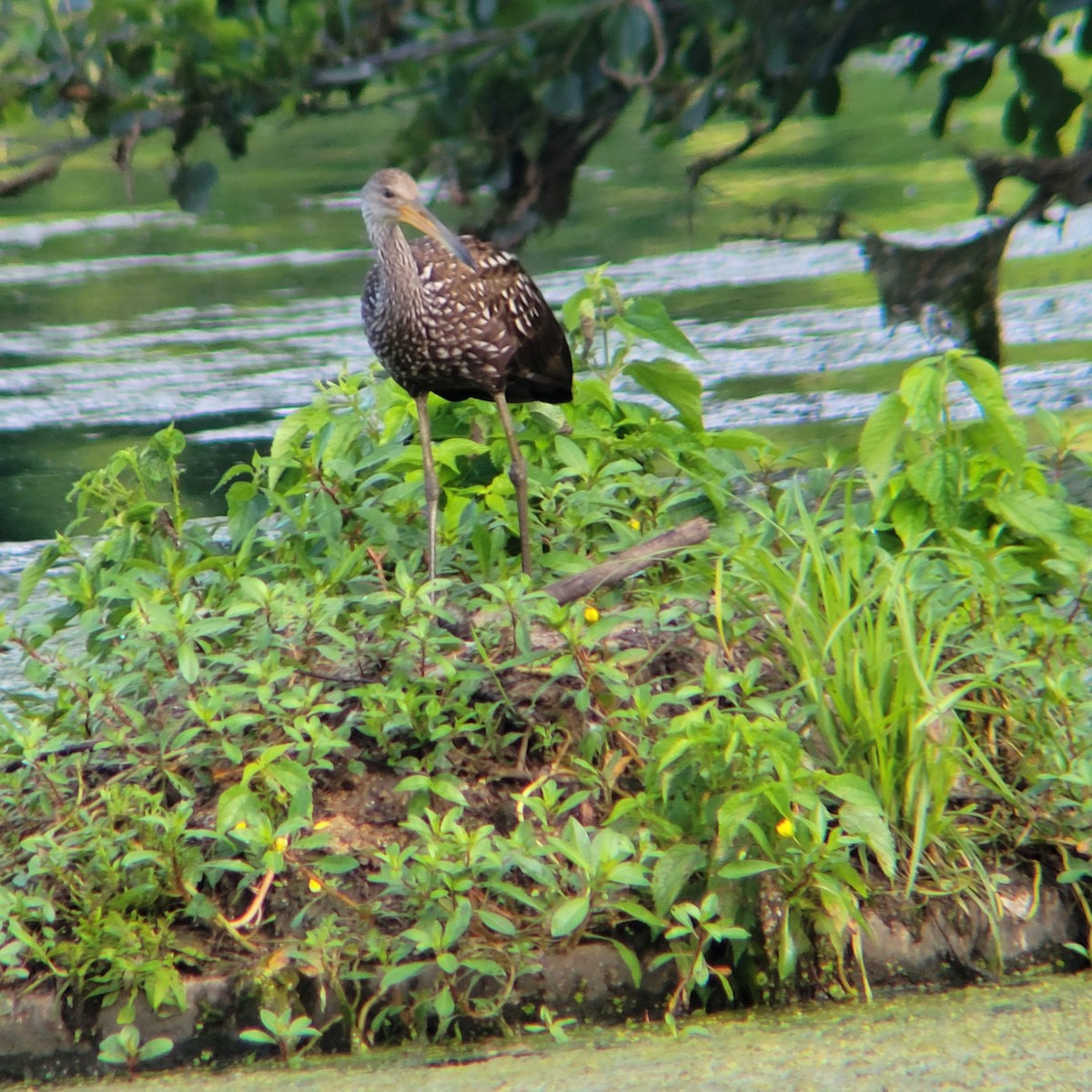 eBird Checklist - 22 Jul 2023 - Limpkin Stakeout, Sharon Woods Lake ...