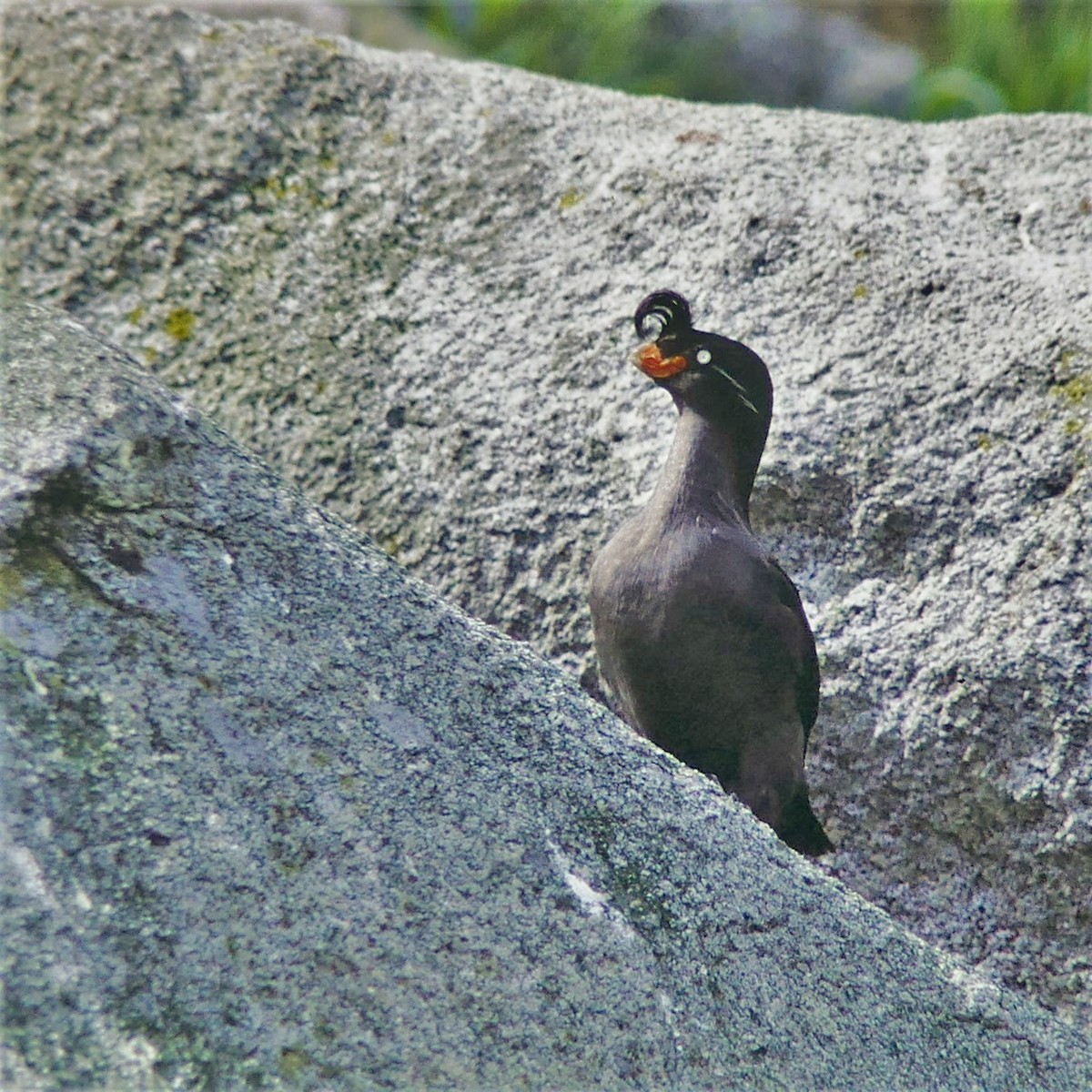 Crested Auklet - ML596280081