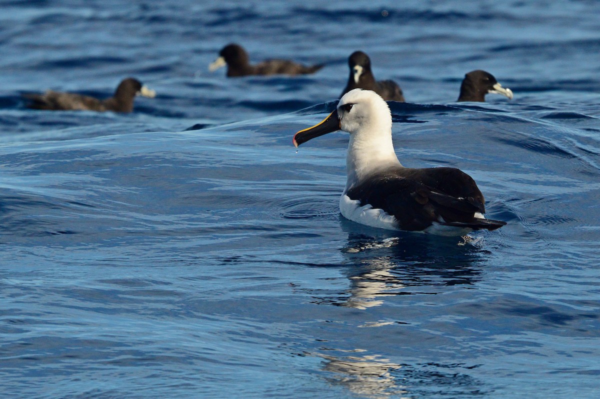 Atlantic/Indian Yellow-nosed Albatross - ML596280521