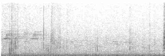 Malabar Pied-Hornbill - ML596281361