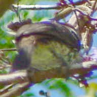 Spotted Puffbird - ML596283541