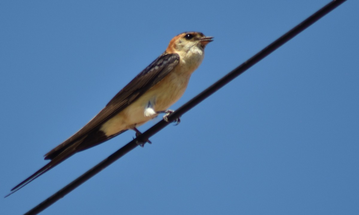 Red-rumped Swallow - ML596283841