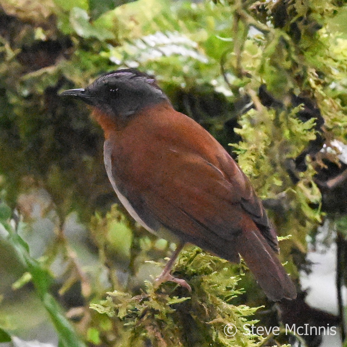 Red-throated Alethe - ML596285011