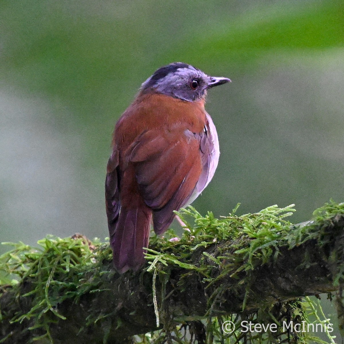 Red-throated Alethe - ML596285281