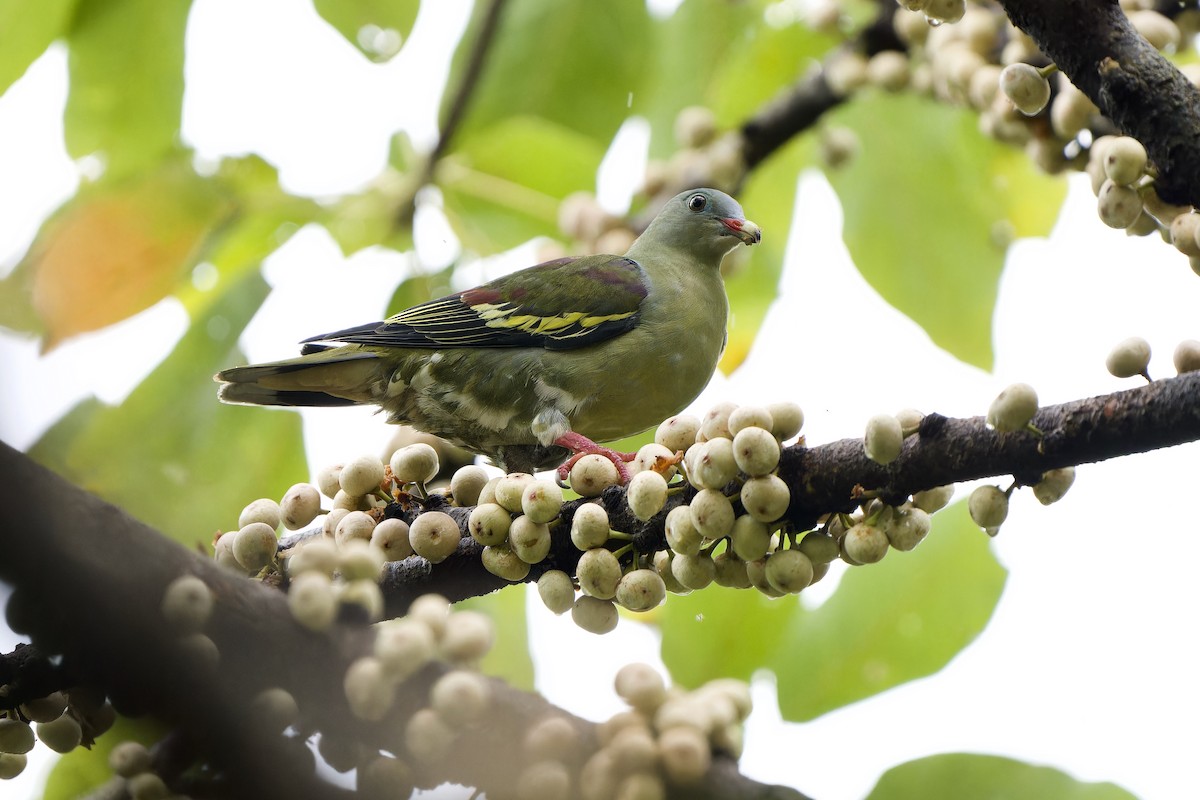 Thick-billed Green-Pigeon - ML596289261