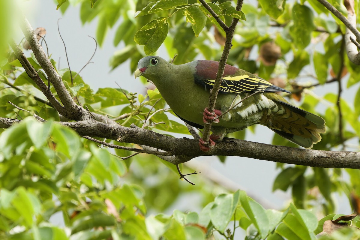 Thick-billed Green-Pigeon - ML596289521