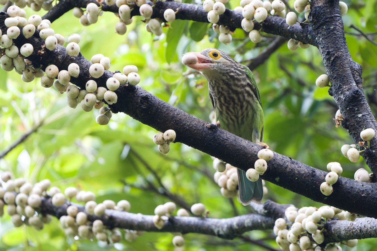 Lineated Barbet - ML596290141
