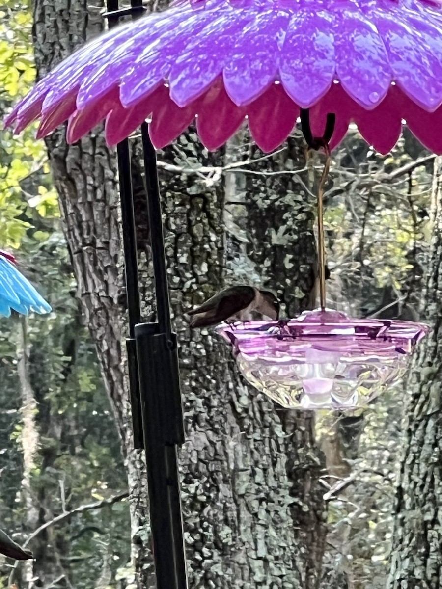 Ruby-throated Hummingbird - ML596294151