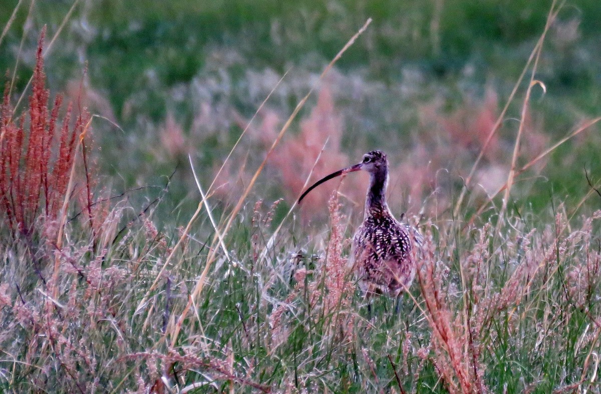 Long-billed Curlew - ML59630011
