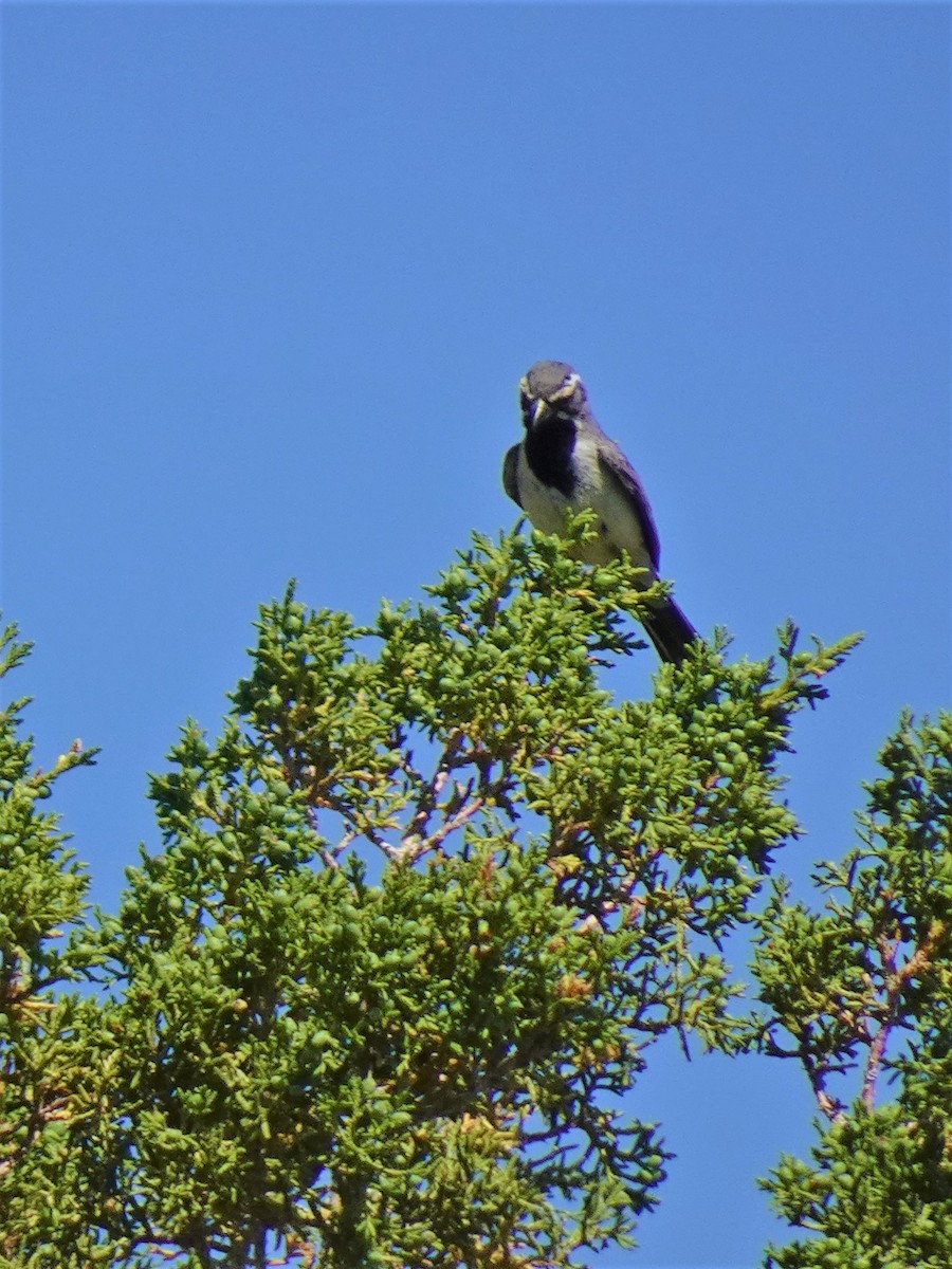 Black-throated Sparrow - ML596300451