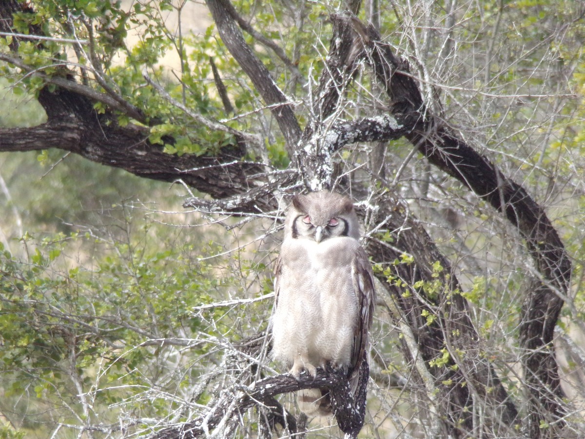 Verreaux's Eagle-Owl - ML596302241