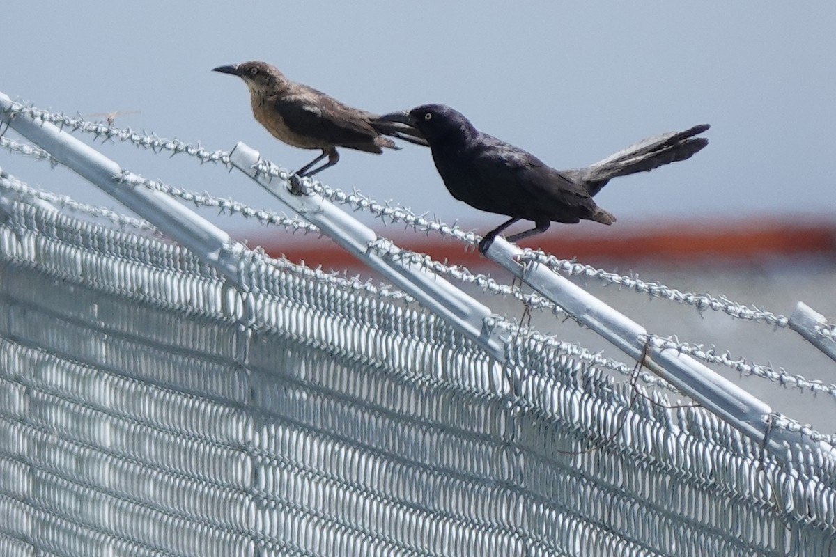 Great-tailed Grackle - ML596302681
