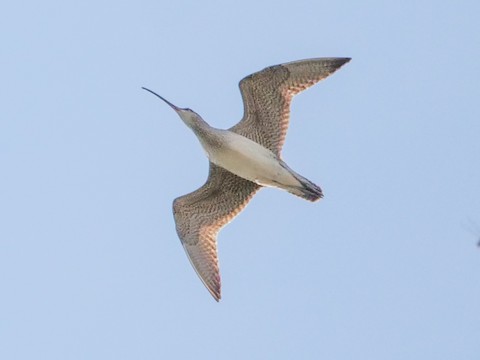 Whimbrel - Roger Horn