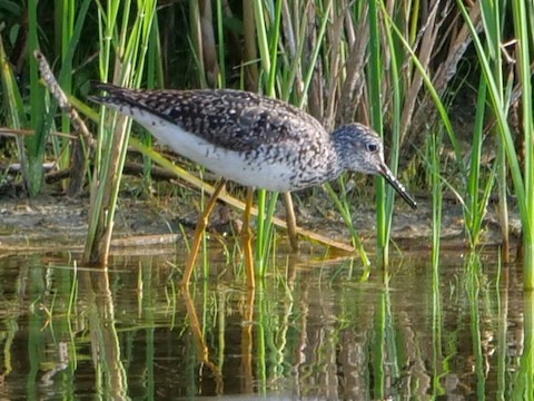 Lesser Yellowlegs - Roger Horn