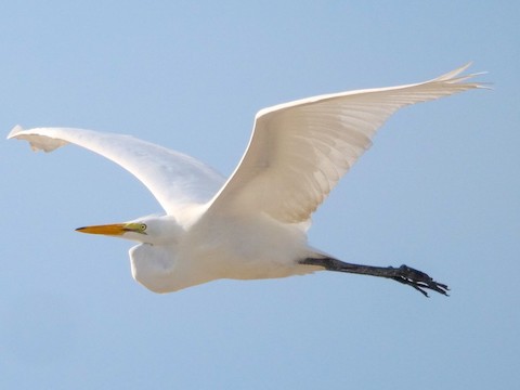 Great Egret - Roger Horn