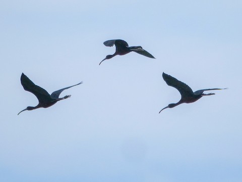 Glossy Ibis - Roger Horn