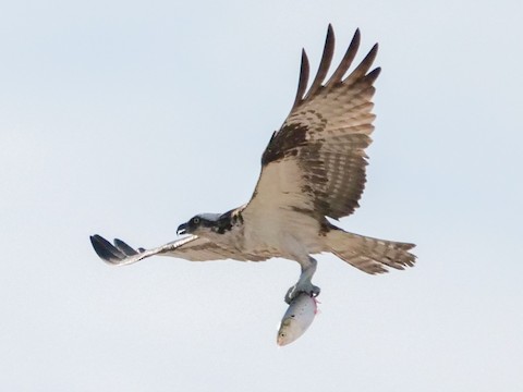 Osprey - Roger Horn