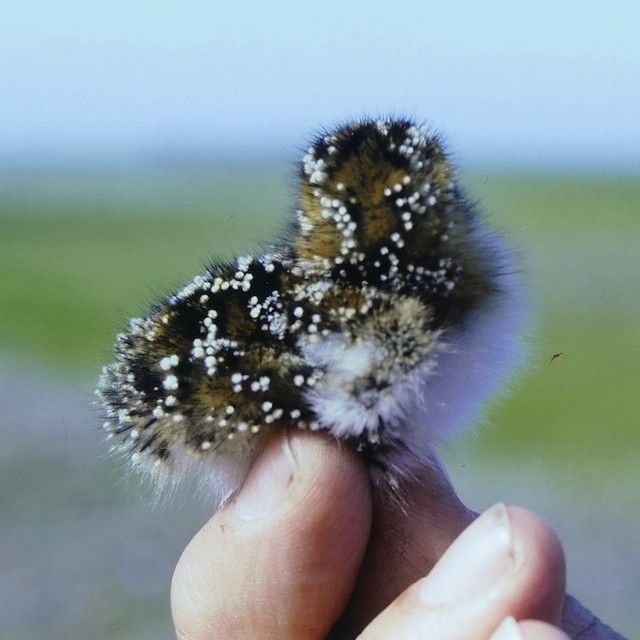 Natal Down. - Spoon-billed Sandpiper - 