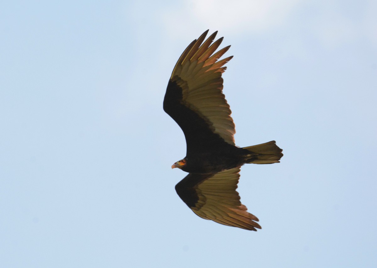Lesser Yellow-headed Vulture - ML596303671