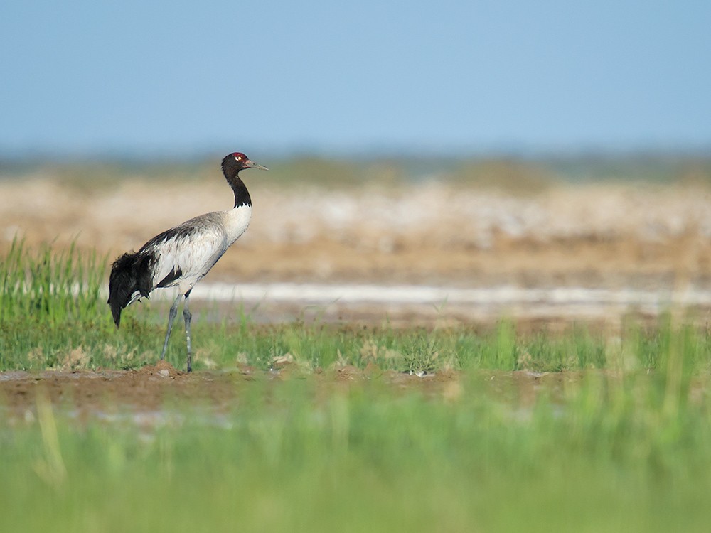 Black-necked Crane - ML59630411
