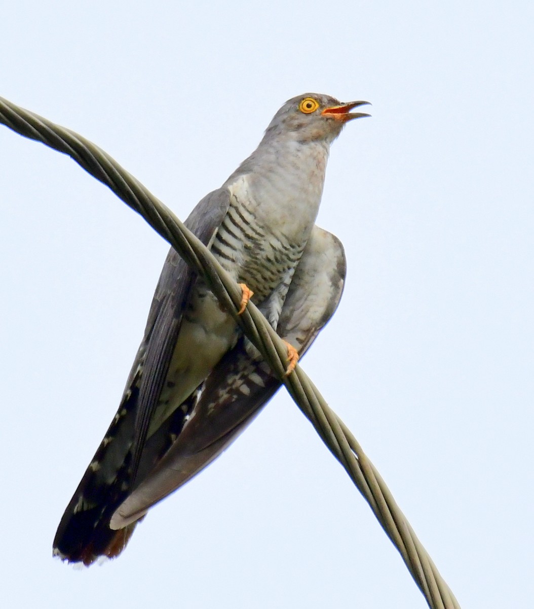 Common Cuckoo - ML596304151