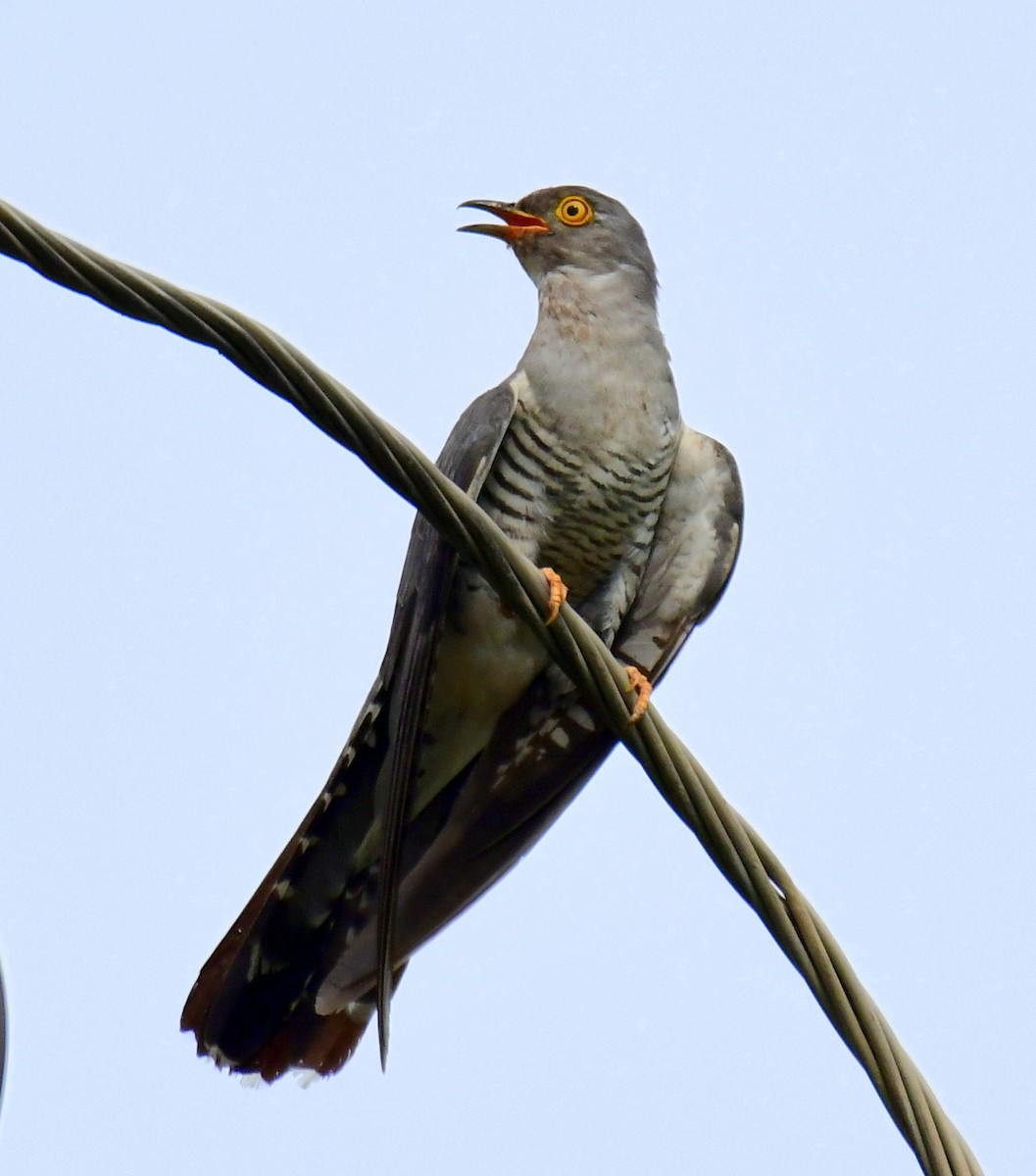 Common Cuckoo - ML596304801