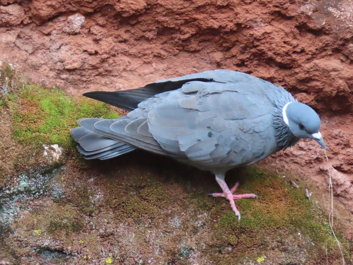 White-collared Pigeon - ML596305981