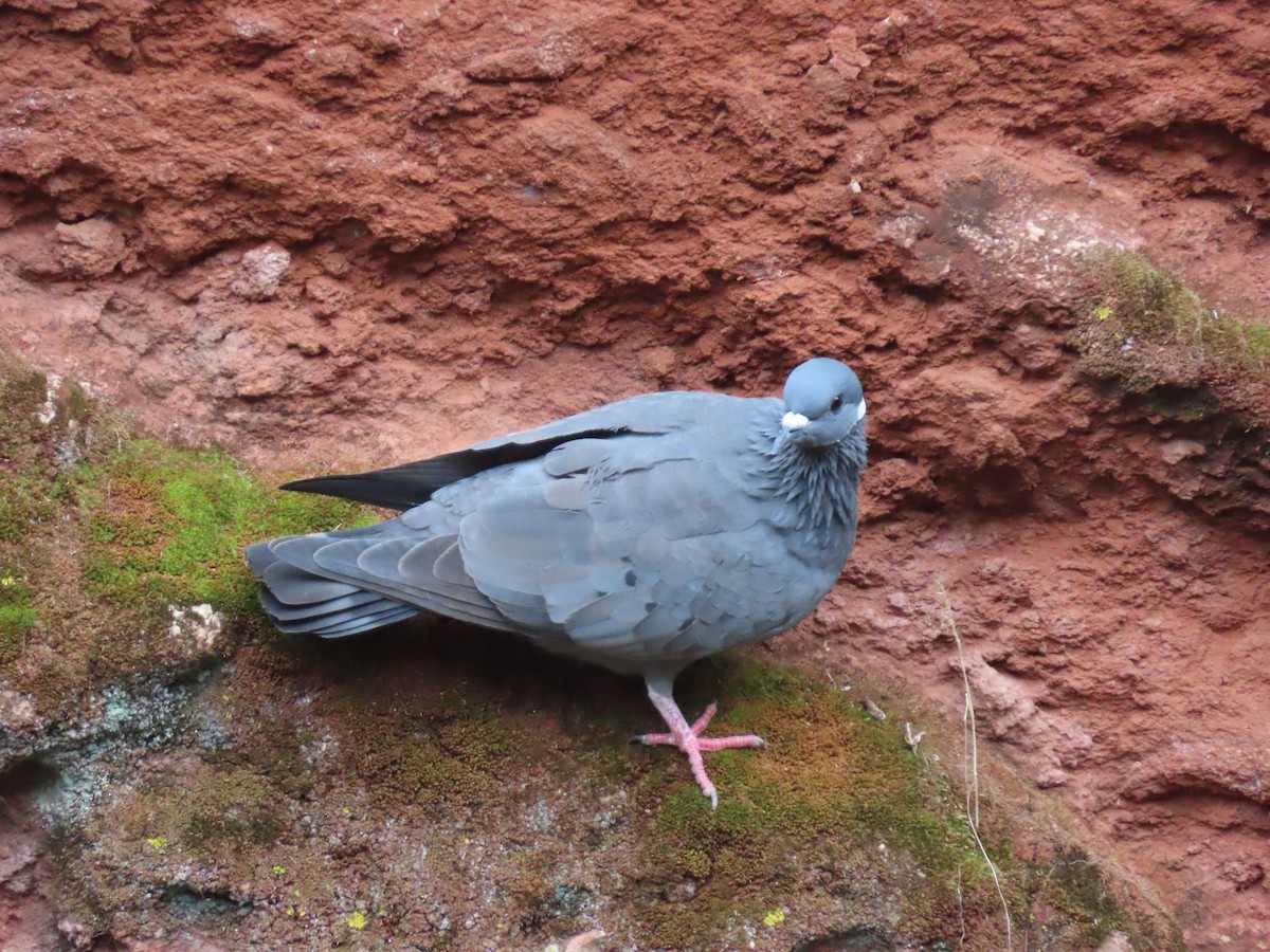 White-collared Pigeon - Andrew Ippel