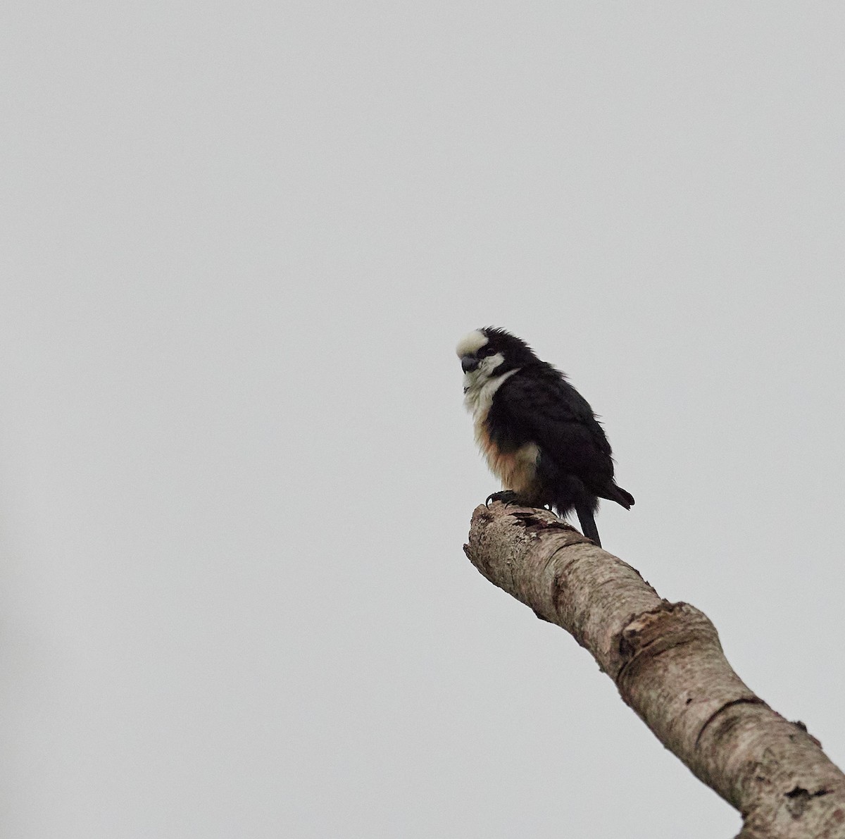 White-fronted Falconet - ML596308131
