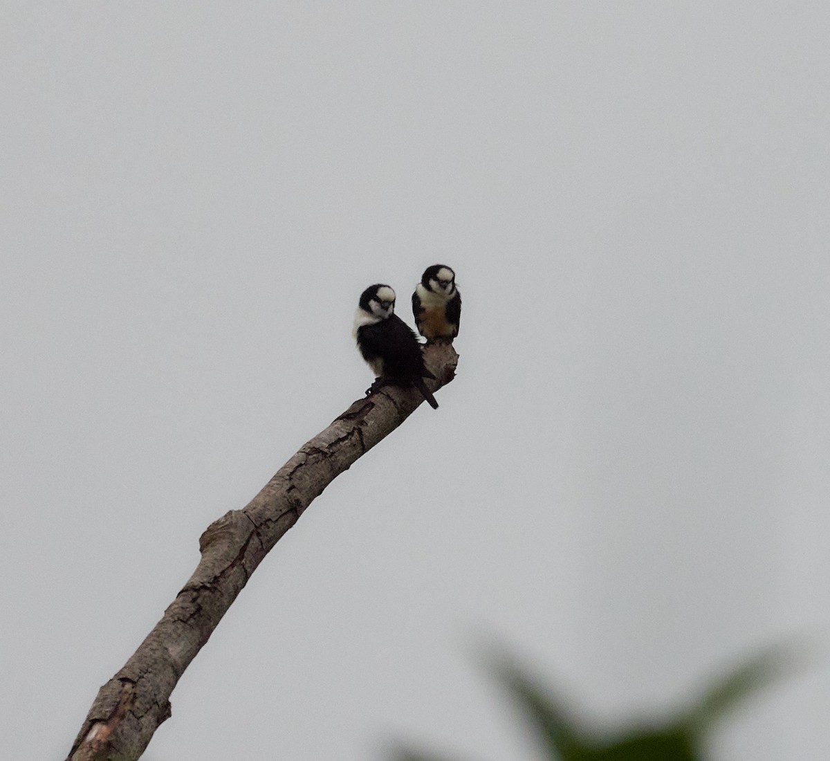 White-fronted Falconet - ML596308431