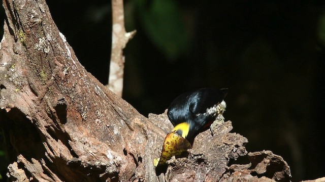Yellow-tufted Woodpecker - ML596308591