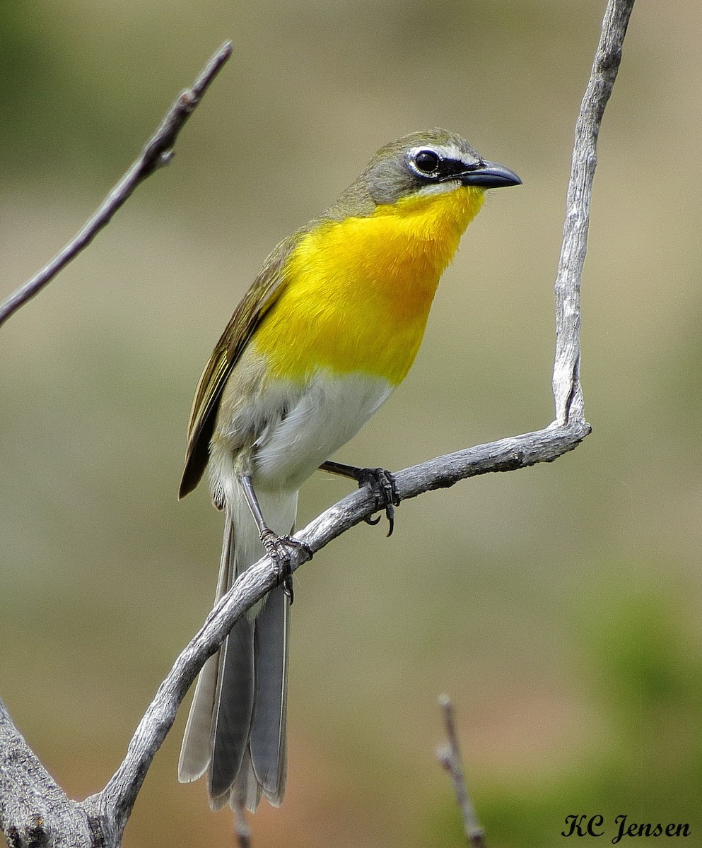 Yellow-breasted Chat - Kent Jensen