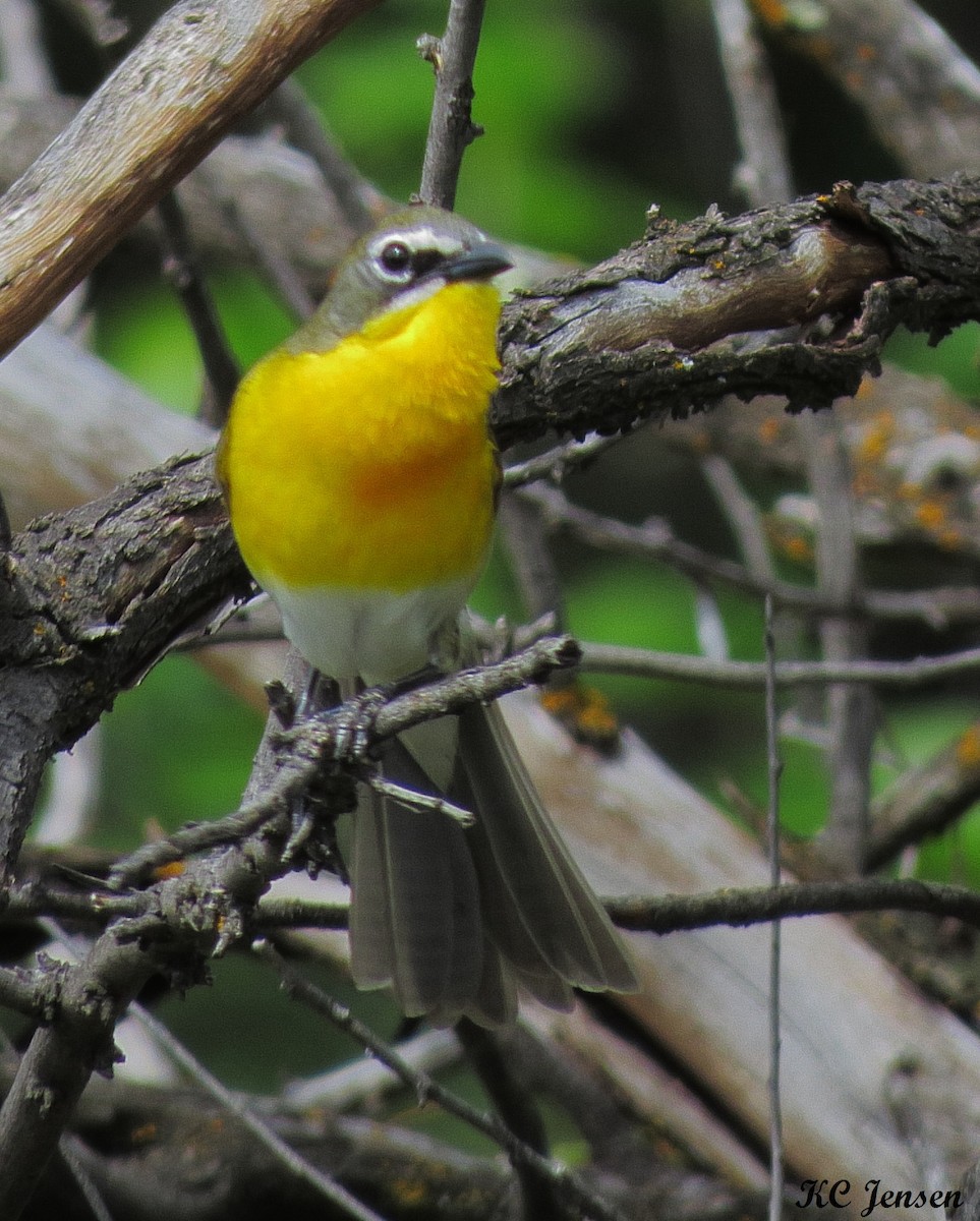 Yellow-breasted Chat - ML59631841