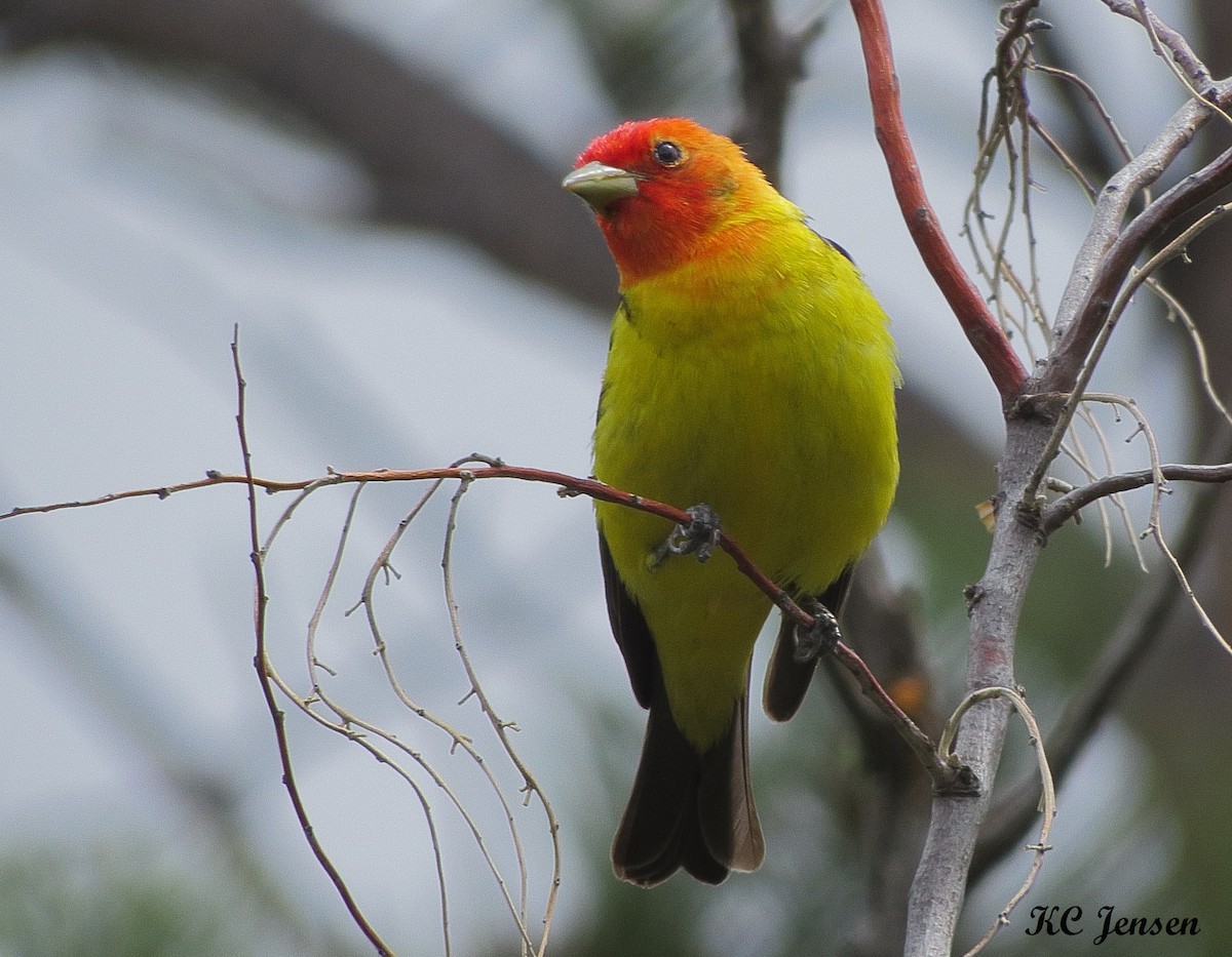 Western Tanager - ML59631861