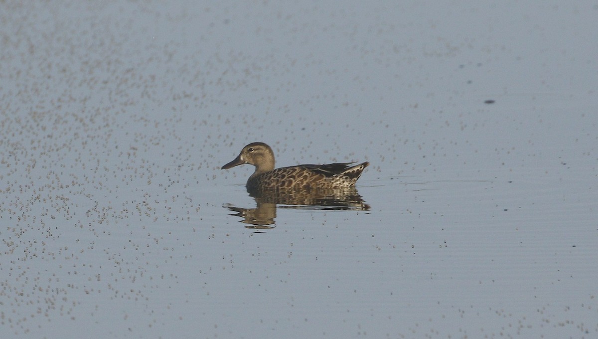 Blue-winged Teal - ML596319161