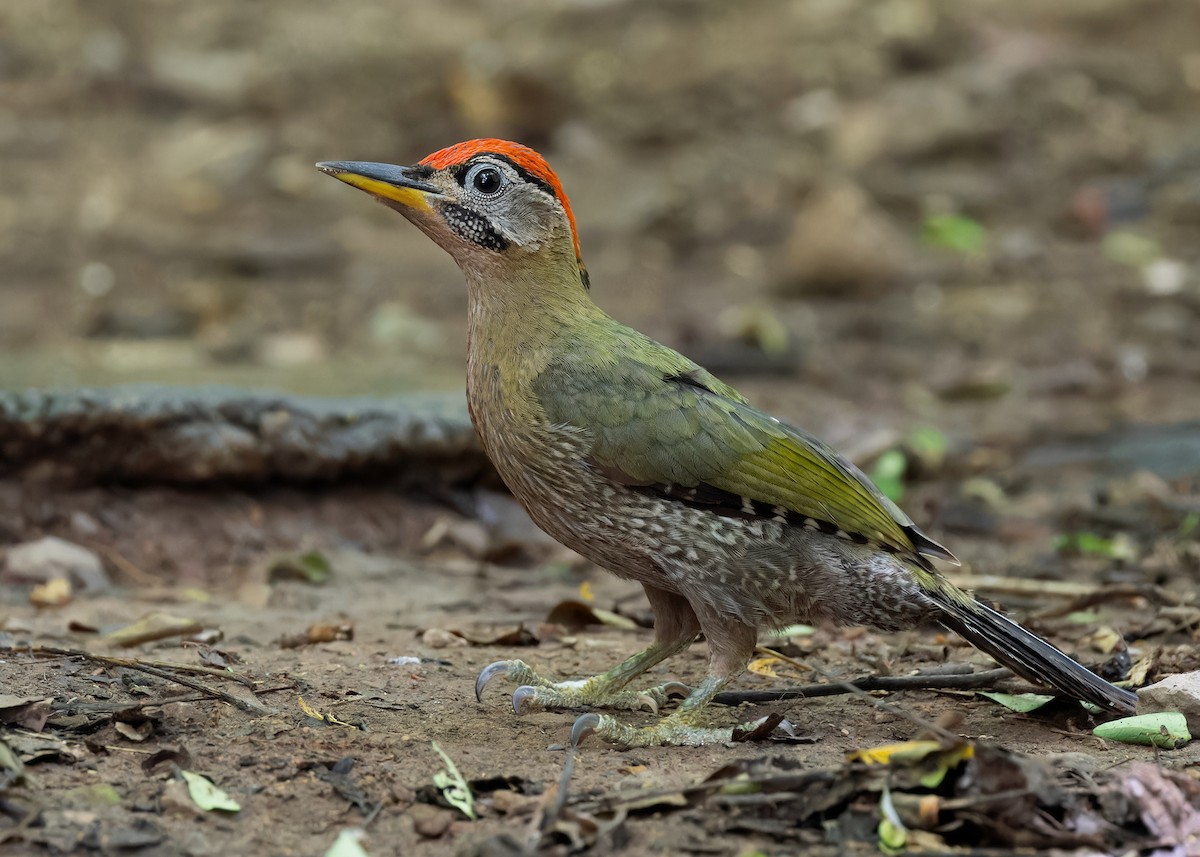 Streak-breasted Woodpecker - ML596321271