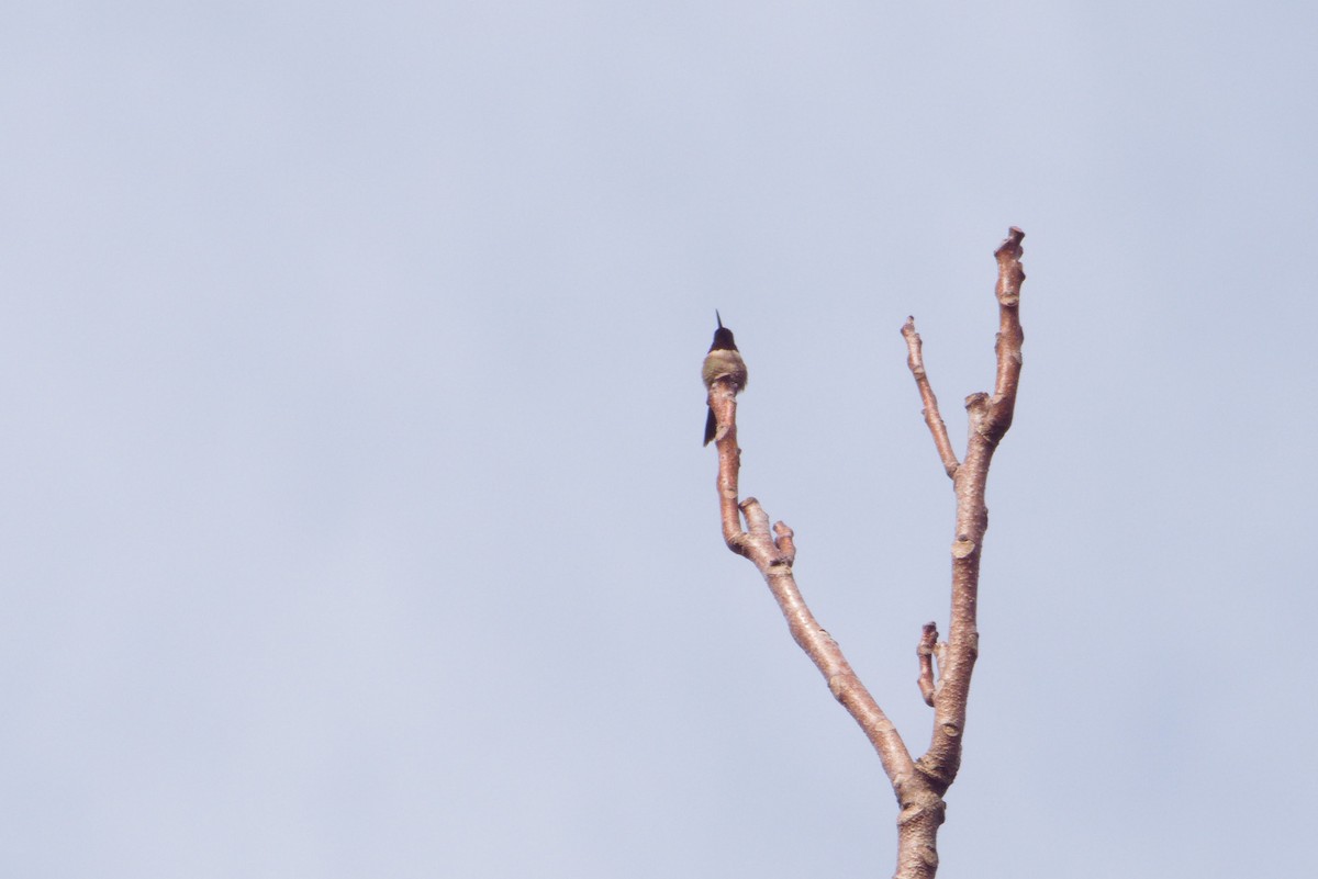 Ebird Checklist Jul Sweet Run State Park Species