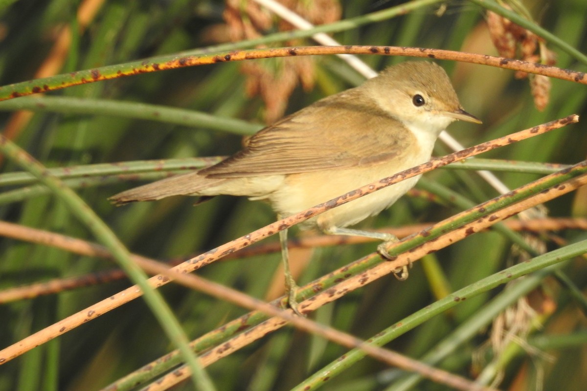 Common Reed Warbler - ML596326721