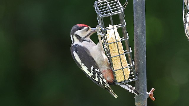 Great Spotted Woodpecker - ML596328221