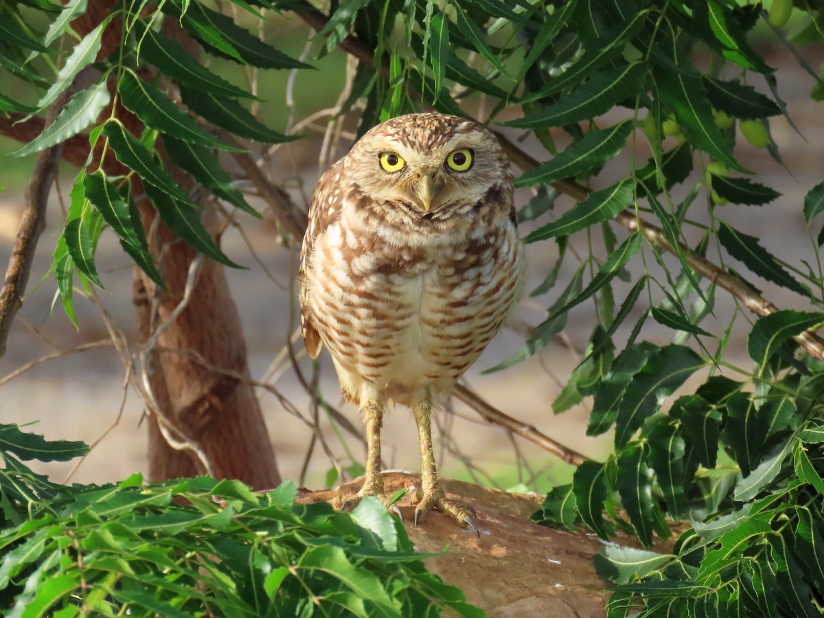 Burrowing Owl - ML596328881