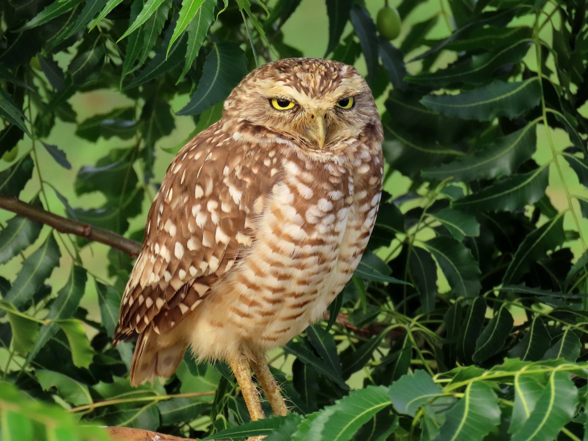 Burrowing Owl - ML596329021